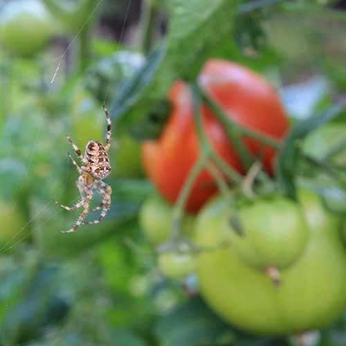 spider on web in tomatoes
