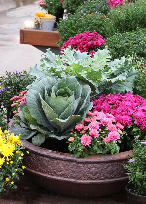 Fall Container Design Cabbage and Kale with Mums