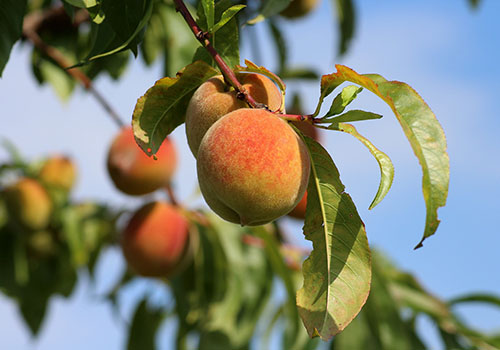 f_peach_frost_spr_sum_500x350_peaches-3529802_1920