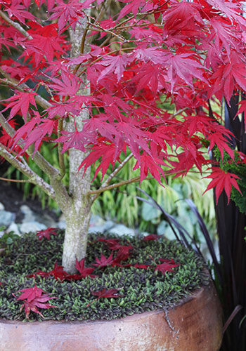 Container Japanese Maples Tips, Japanese Garden Container Plants