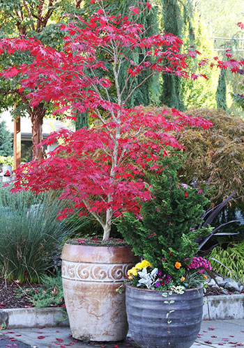 Container Japanese Maples Tips, Japanese Container Garden Ideas