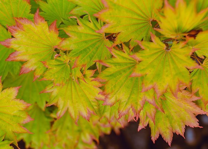 Japanese maples are the perfect addition to any garden landscape. Click to see the full list! 