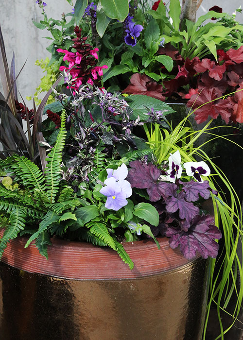 Stad bloem glans kam Winter Container Favorites to Mix & Match - Sky Nursery