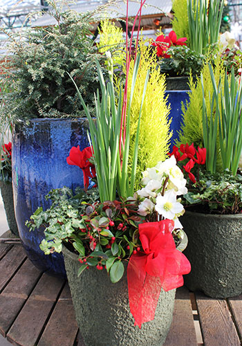 outdoor pot plants ideas