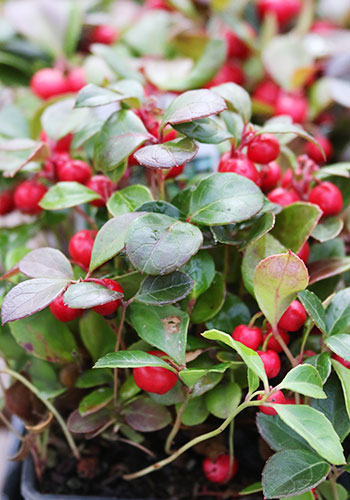 g_wintergreen_gaultheriaProcumbens_red_win_500x350_5L9A7136