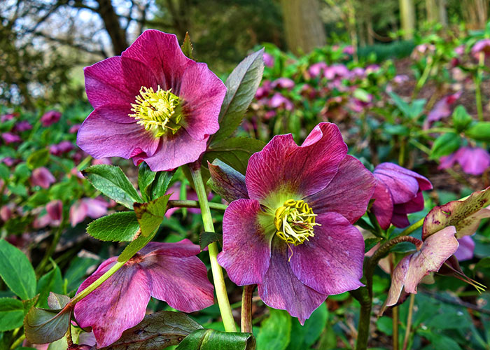 We have a GREAT selection of Hellebores in the greenhouse. There's one for every kind of garden.