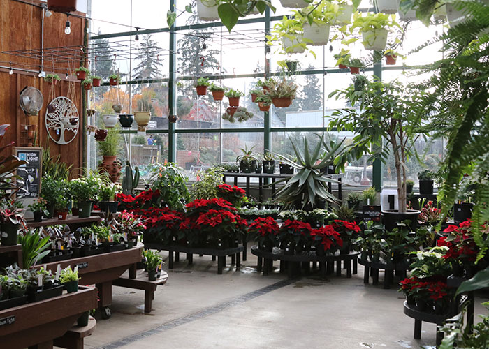 t_poinsettias_aisle_red_win_holiday_5L9A7745