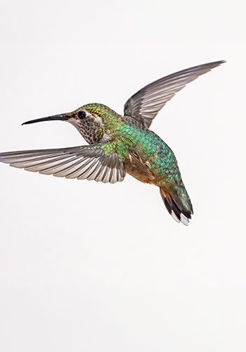 misc_annasHummingbird_female_AdobeStock_485166327