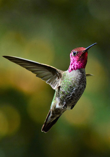 misc_annasHummingbird_male_hummingbird-5003882_1280