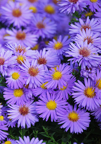 p_a_aster_sum_spr_350x500_flowers-5493453_1280
