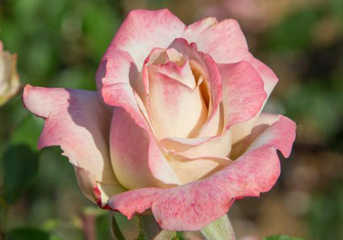 pink hybrid tea rose