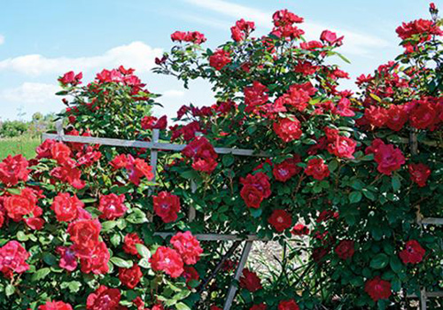 Red climbing rose (Winners Circle)