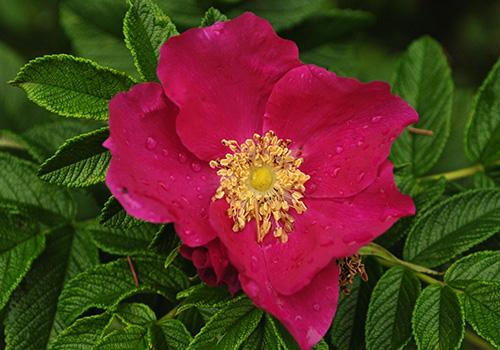 dark pink rugosa rose