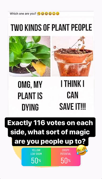 A recent poll on the Sky Instagram. There are many ways to approach indoor plant care!