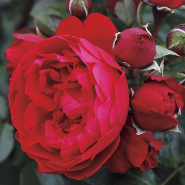 New Rose Varieties 2021 - Sky Nursery