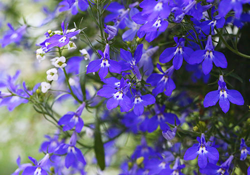 Lobelia