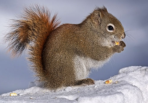 blog_squirrel_american-red-squirrel-5473578_1920
