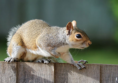 blog_squirrel_fence_squirrel-1401509_1920