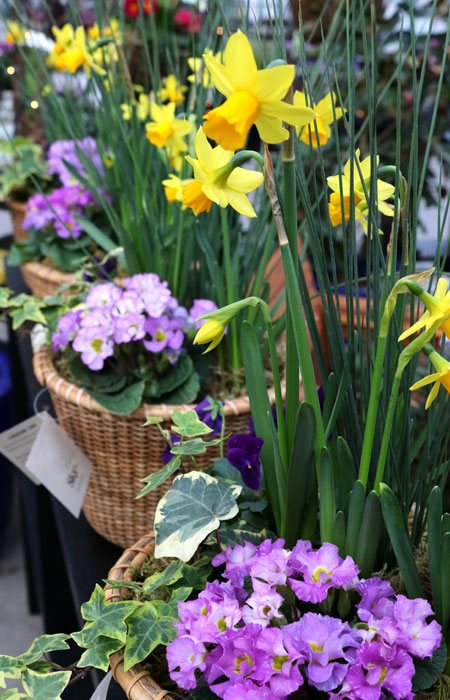 Daffodils, English ivy and primrose