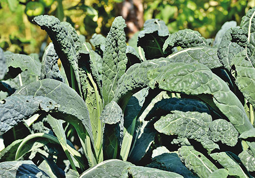 Dinosaur Kale