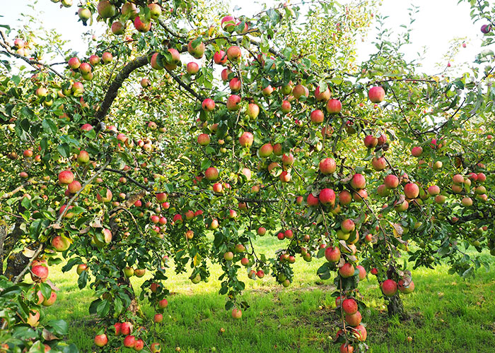 f_appleTree_orchard_spr_700x500_apple-693971_1920