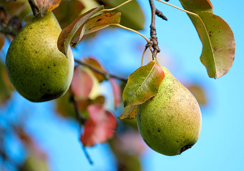 f_pearTree_spr_sum_500x350_pear-5726298_1920