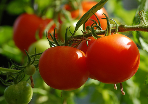 Tomato Fourth of July - Buy Tomato - Slicer Edibles Online
