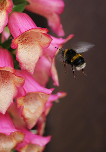 misc_bumblebee_pollinators_blog_350x500_bee-953887_1920