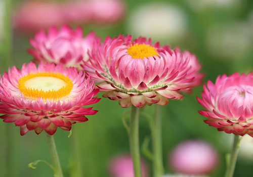 ann_strawflower_pink_helichrysum_flowers-398941_1920