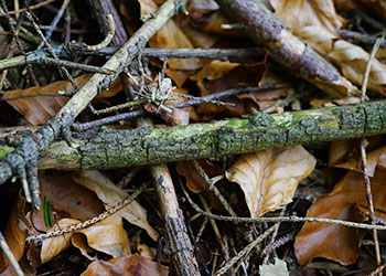 misc_mulch_leaves_fal_350x250_ant-street-474412_1920