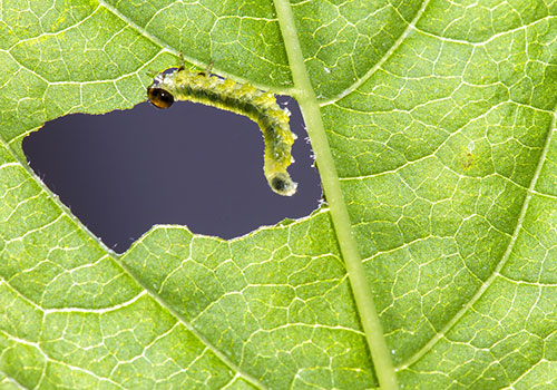 What Pest Is Eating Holes in My Plant Leaves?