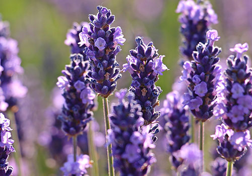 per_lavender_french-english_lavender-2426376_1920-(1)