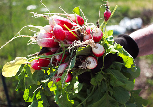 veg_radishes_french_meghan-schiereck-3zGVkm9pvpM-unsplash