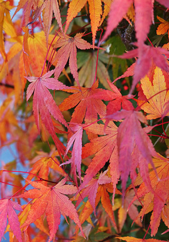 Japanese Maples - fall color