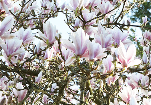 t_magnolia_spr_bloom_500x350_5L9A5706