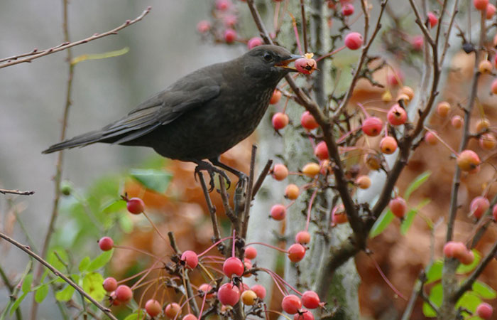 blackbird with crabapples