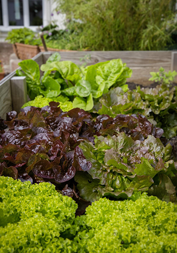 a variety of lettuce plants in a garden bed