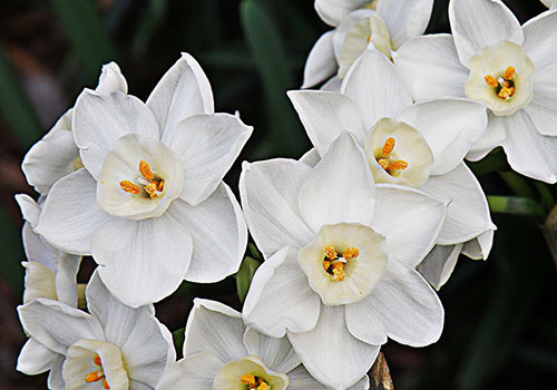 bbsee_paperwhites_500x350_paperwhites-gea33beffd_1920
