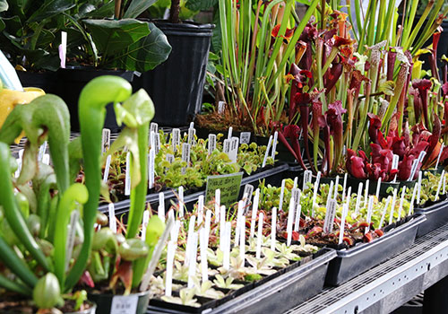Live Sphagnum Moss For Sale - Carnivorous Plants Nursery