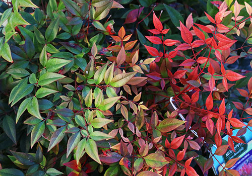 nandina with green, yellow and red foliage