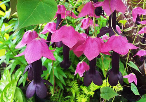 ann_v_purpleBellVine_Rhodochiton_astrosanguineum_flowers