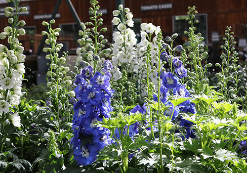 White and blue delphinium stalks in bloom