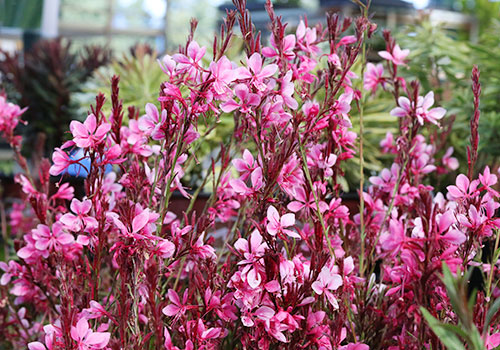 bunch of guara stems with bright pink blossoms