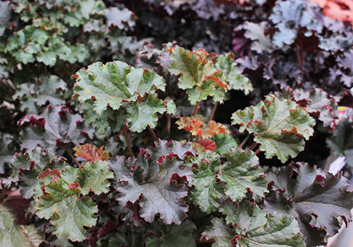 Heuchera leaves of green, red, purple and pink