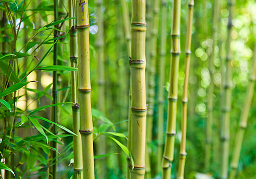 tr_shb_bamboo_AdobeStock_92810180