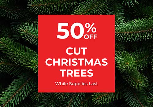 web_sale_xTree_50