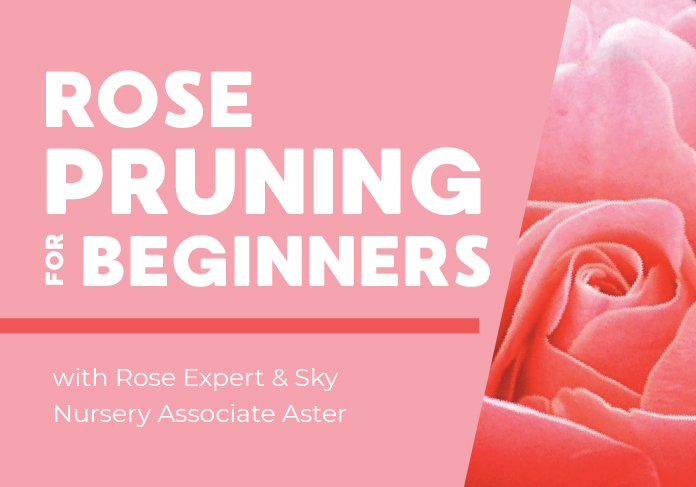 ec_rosePruningBeginners