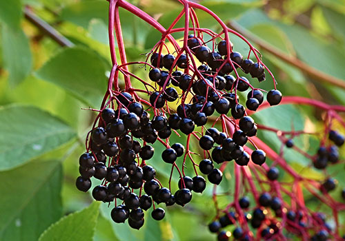 fr_elderberry_elder-3640683_1920