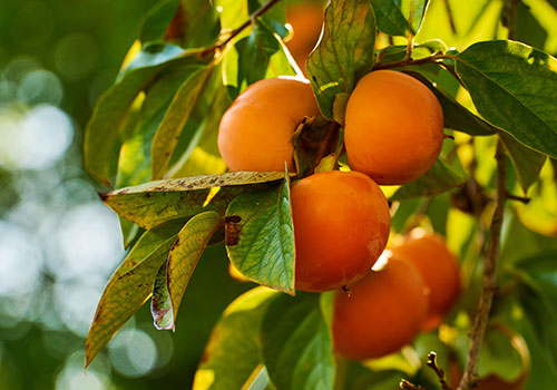 ft_persimmons-6735325_1920