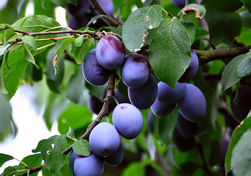 ft_plumTree_plums-3628167